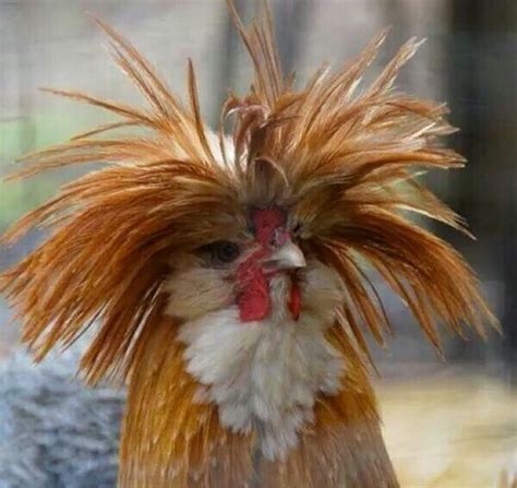 Bad Hair Day Lol Rooster Funny Birds Chickens And Roosters