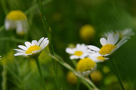 White Daisies In Grass Field Free Stock Photo Public Domain Pictures