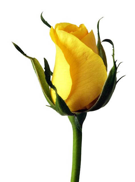 Floral garland for wedding, bouquet of beautiful red, yellow, pink roses flower and foliage on white background. Rose PNG Image - PurePNG | Free transparent CC0 PNG Image ...