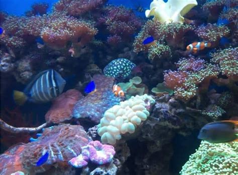 Dalam pada itu, melindungi kepentingan laut adalah misi utama kerajaan sehingga ia juga tersenarai dalam wawasan 2020. Riset : Masa Depan Terumbu Karang di Dunia hanya Bertahan ...