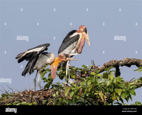 Adjutant Stork Hi Res Stock Photography And Images Alamy