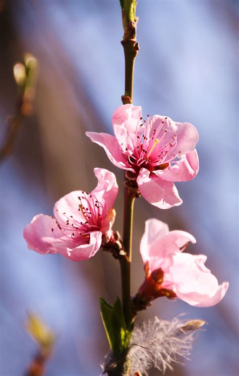 Early Spring Peach Blossoms Peach Blossoms Blossom Spring