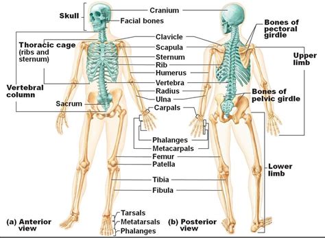 The Skeleton Is Subdivided Into Two Major Divisionsthe Axial And Appendicular The Axial