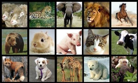Animales Vivíparos Cuáles Son Especies Ejemplos Y Lista De Nombres