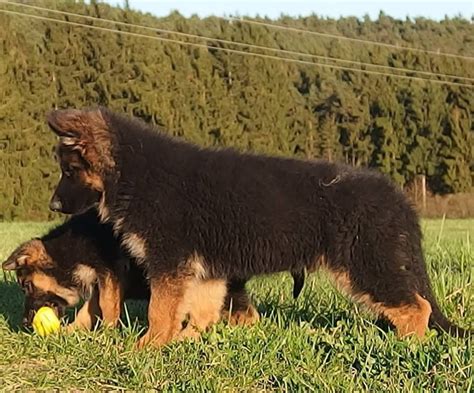8 Week Old Long Haired West German Showline German Shepherd Puppy
