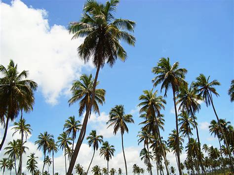 Coconut Trees 1 Free Photo Download Freeimages