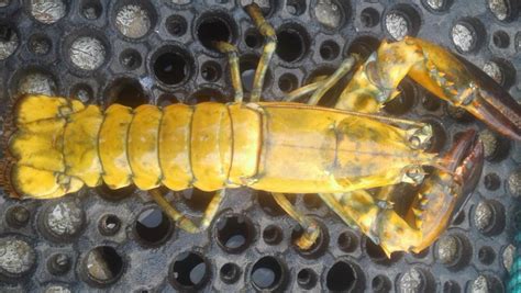 Rarest Lobsters In The World One In 30 Million Yellow Lobster Found In