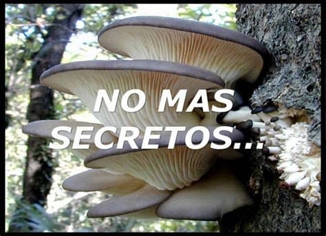Facilísimo, cultiva tus propios hongos comestibles, esos tan caros del supermercado por muy poquísimo con un rendimiento máximo. Cultivo de setas - YouTube