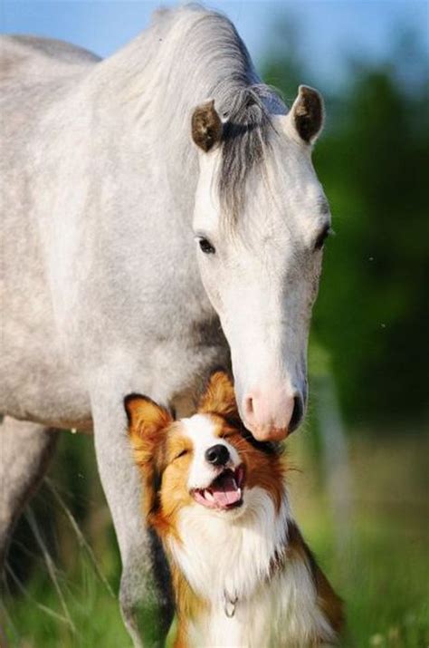 The Best Horse And Pup Friendships Ever Dogvacay