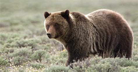 Wyoming Approves First Grizzly Bear Hunt Onx