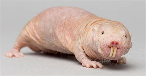 The Reason Why East African Mole Rats Can Survive For Minutes