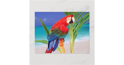 Tropical Scarlet Macaw Postcard Zazzle