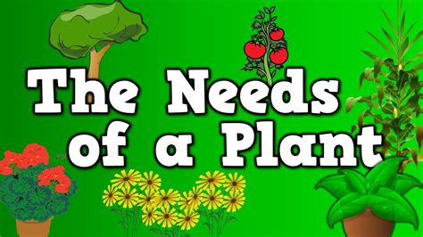 The Needs Of A Plant Song For Kids About 5 Things Plants Need To Live