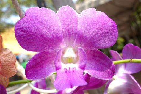 Purple Orchids Violet Orchids Orchid Is Queen Of Flowers Stock Photo