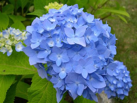 Some Of My Blue Flower Pictures Hydrangeas Blue