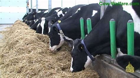 A Day In A Dairy Cows Life With Cow Welfare Youtube