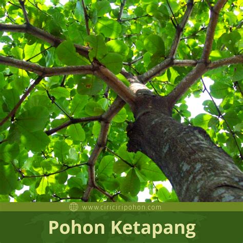 Mengenal Pohon Ketapang Taksonomi Morfologi Sebaran Habitat Definition