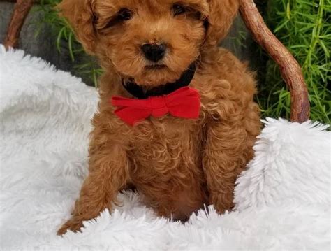 Poodle Puppies Purebred Toy Poodle Dogs For Sale Price