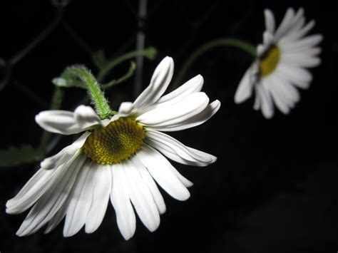 1920x1080 Wallpaper White Daisy Peakpx