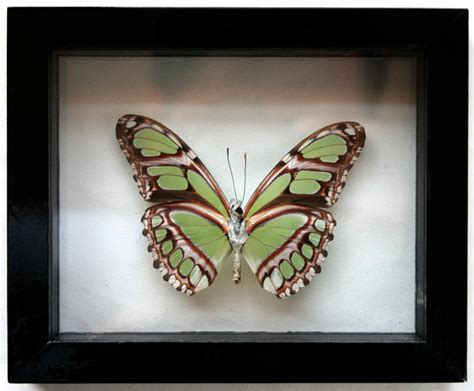 Real Green Philaethria Dido Framed Butterfly Art In Black Flickr