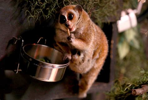 Lake Superior Zoo Surprised With Twin Loris Babies Duluth News