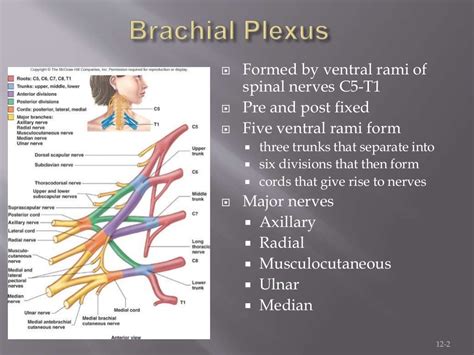 Brachial Plexus Anatomy Diagnosis And Orthopaedic Treatment