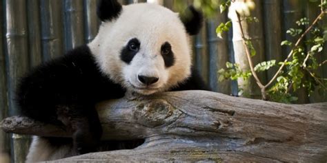 Chengdu Panda Base Half Day Tour With Optional Panda