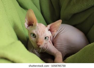 Sphynx Cat Naked Stock Photo Shutterstock