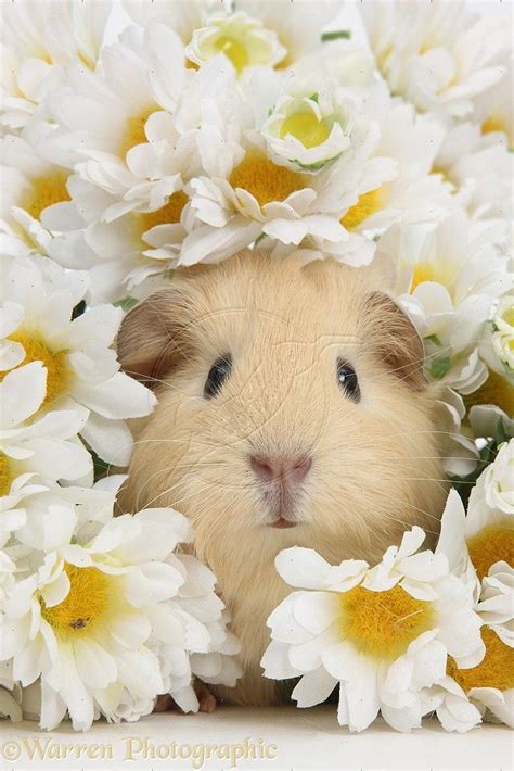 Baby Guinea Pigs Wallpapers Wallpaper Cave