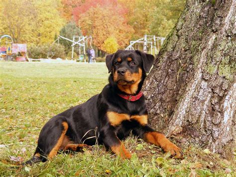 Ora vuole solo essere amato. Rottweiler: carattere e prezzo di un cucciolo con pedigree ...