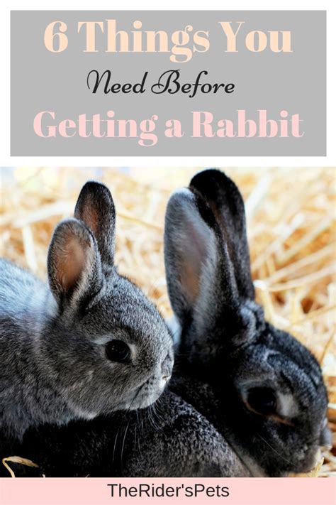 Rabbit insurance can cover your pet if it gets ill or injured and needs medical care. How Much Is Pet Insurance For A Rabbit Uk - Wayang Pets