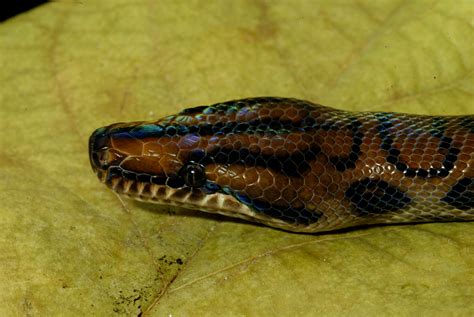 Brazilian Rainbow Boa Smithsonian Institution