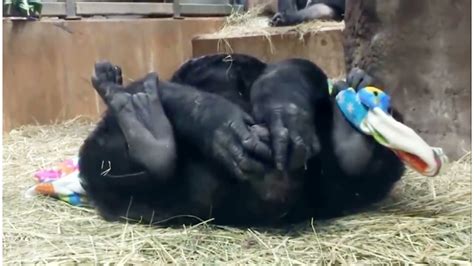 Gorilla Giving Birth Youtube