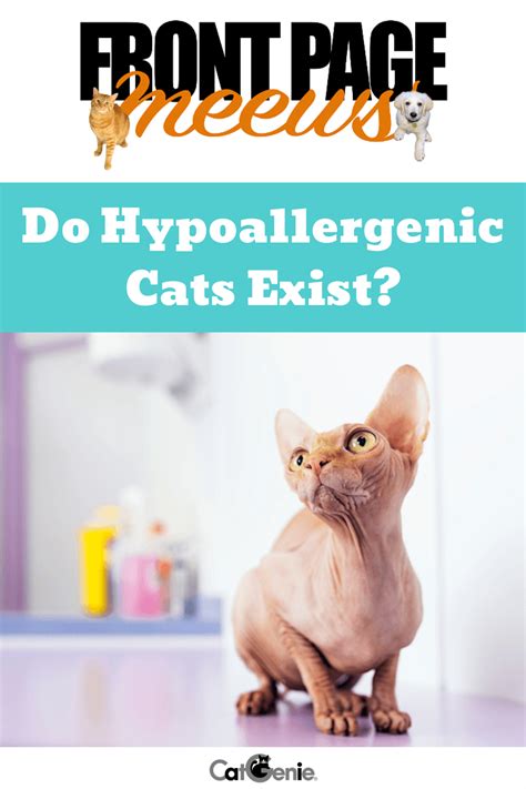 🙀🤧when Youre Talking About Hypoallergenic Cats Many People Assume