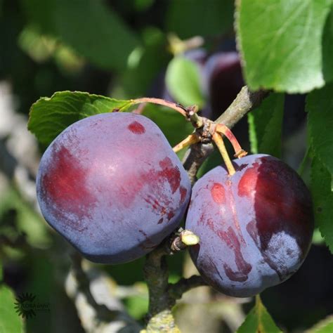 Blomme Anita Prunus Domestica Anita Anchers Havecenter