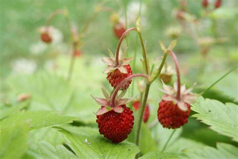 Planting Wild Strawberry Ground Cover Growing Wild Strawberries Jardines Hierbas Plantas