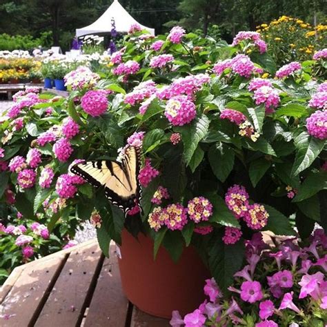 The prolonged blooming period ensures plenty of pollen for honey bees, butterflies, and other pollinators and provides them with a steady food source. How To Make A Butterfly Container Garden | Making A ...