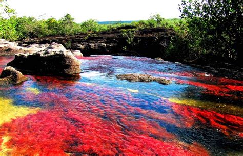 La 1era maravilla natural de colombia. Caño Cristales - o rio colorido da Colômbia | Lugares ...