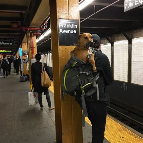 Booster vaccinations ensure your pet cat remains immune throughout its life. Dog Owners Get Creative After NYC Bans Dogs On The Subway ...