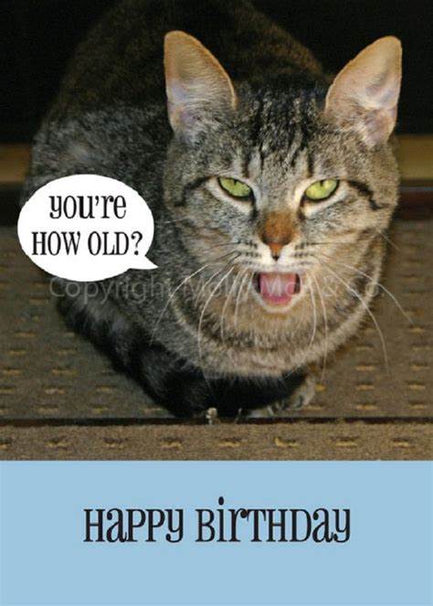 Found On Bing Funny Cats Cat Birthday Funny Happy Birthday Funny Cats