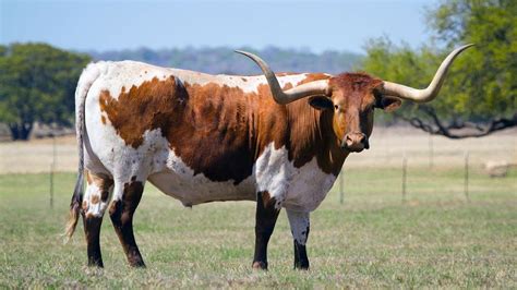 The Wild History Of The Texas Longhorn Howstuffworks