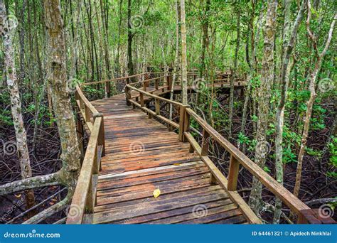 Winding Wooden Walkway In Abundant Mangrove Forest Of Thailand Stock