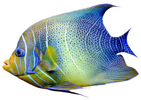 Collection Of Picture Of Fish Png Pluspng