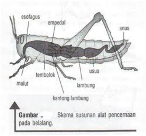 Sistem Organ Pada Serangga Insecta