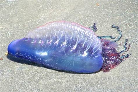 Dangerous Jellyfish Washes Ashore In New Jersey Gephardt Daily