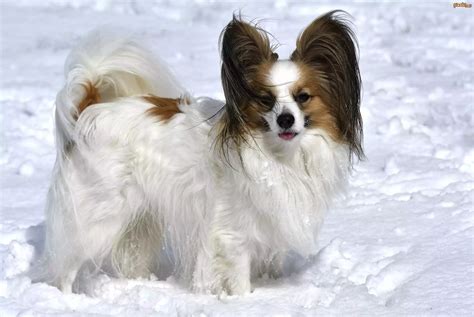 Pies Pies Spaniel Kontynentalny Miniaturowy Papillon Śnieg