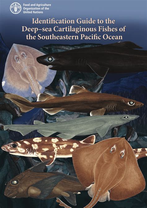 Pdf Identification Guide To The Deep Sea Cartilaginous Fishes Of The