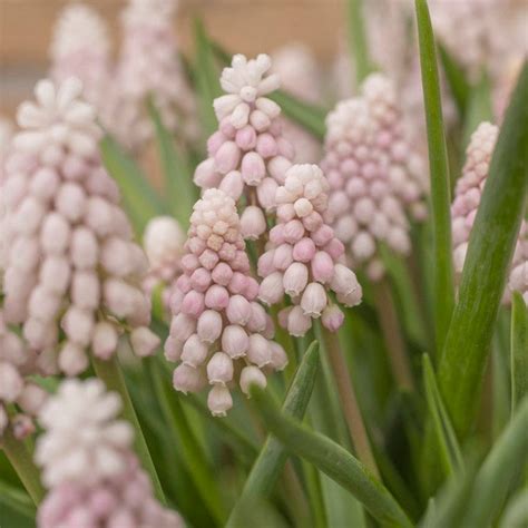 Pink Sunrise Grape Hyacinth Muscari American Meadows