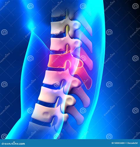 Thoracic Spine Disc Anatomy