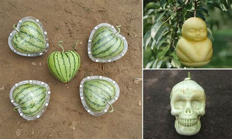 Chinese Company Grows Fruit Into Bizarre Shapes Daily Mail Online